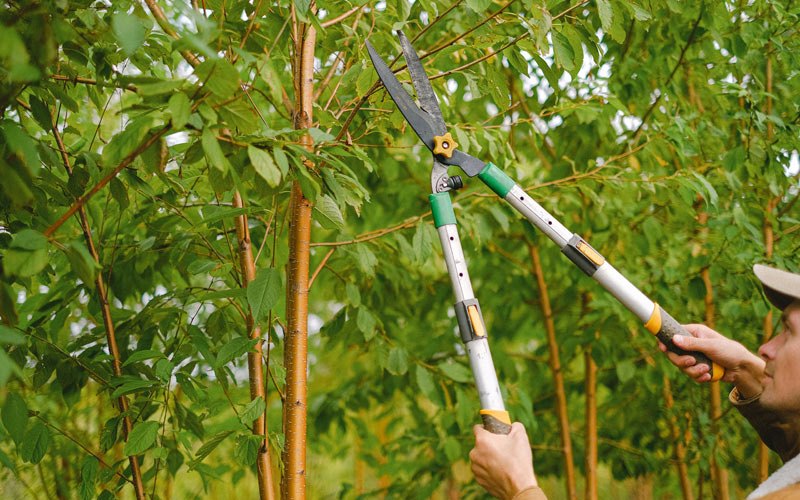 Tree trimming in Chambersburg, IL