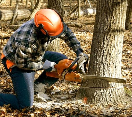 Tree Removal in Chambersburg, IL